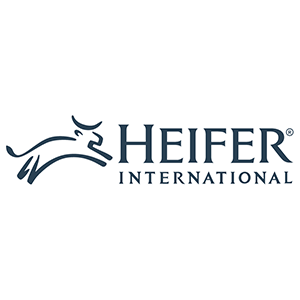 heifer